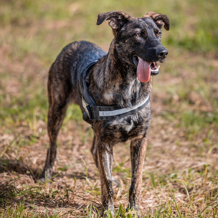 foto-cane
