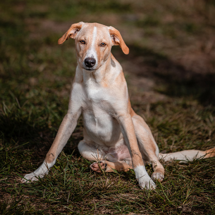 foto-cane