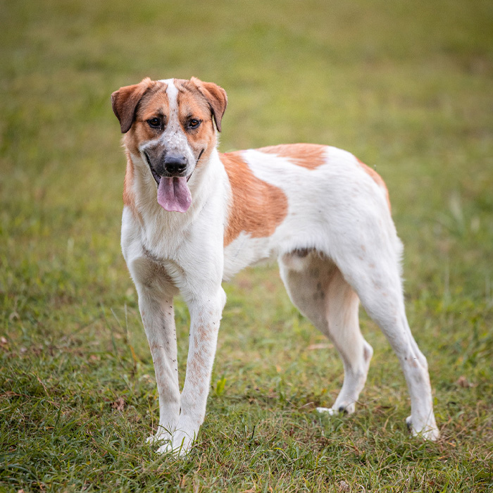 foto-cane