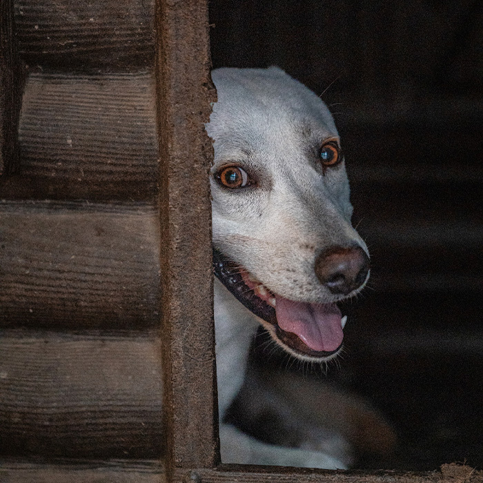 foto-cane