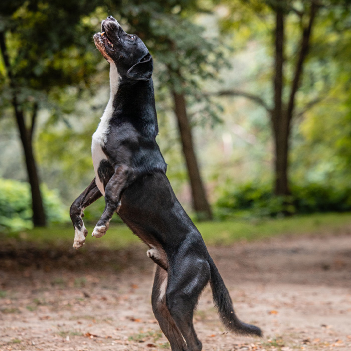 foto-cane