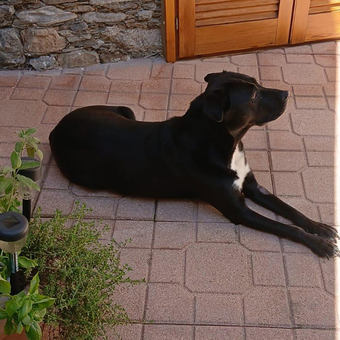 foto-cane