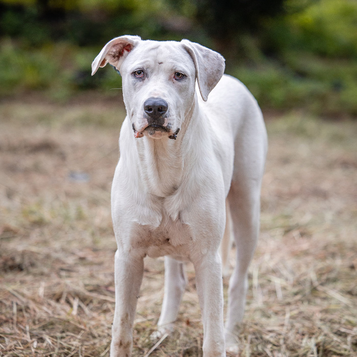 foto-cane
