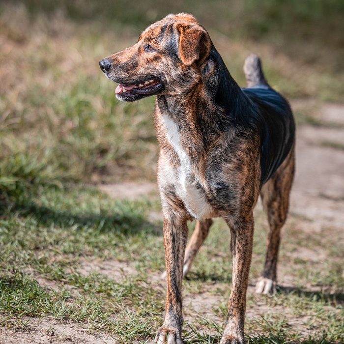 foto-cane