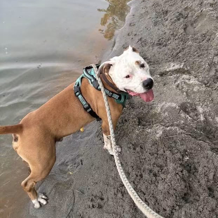 foto-cane