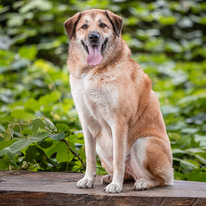 foto-cane