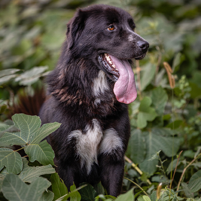 foto-cane