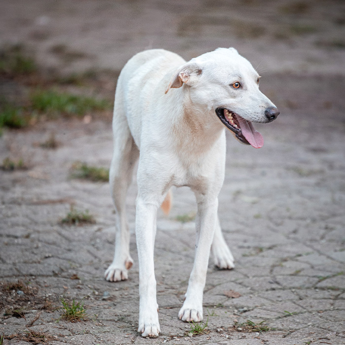 foto-cane